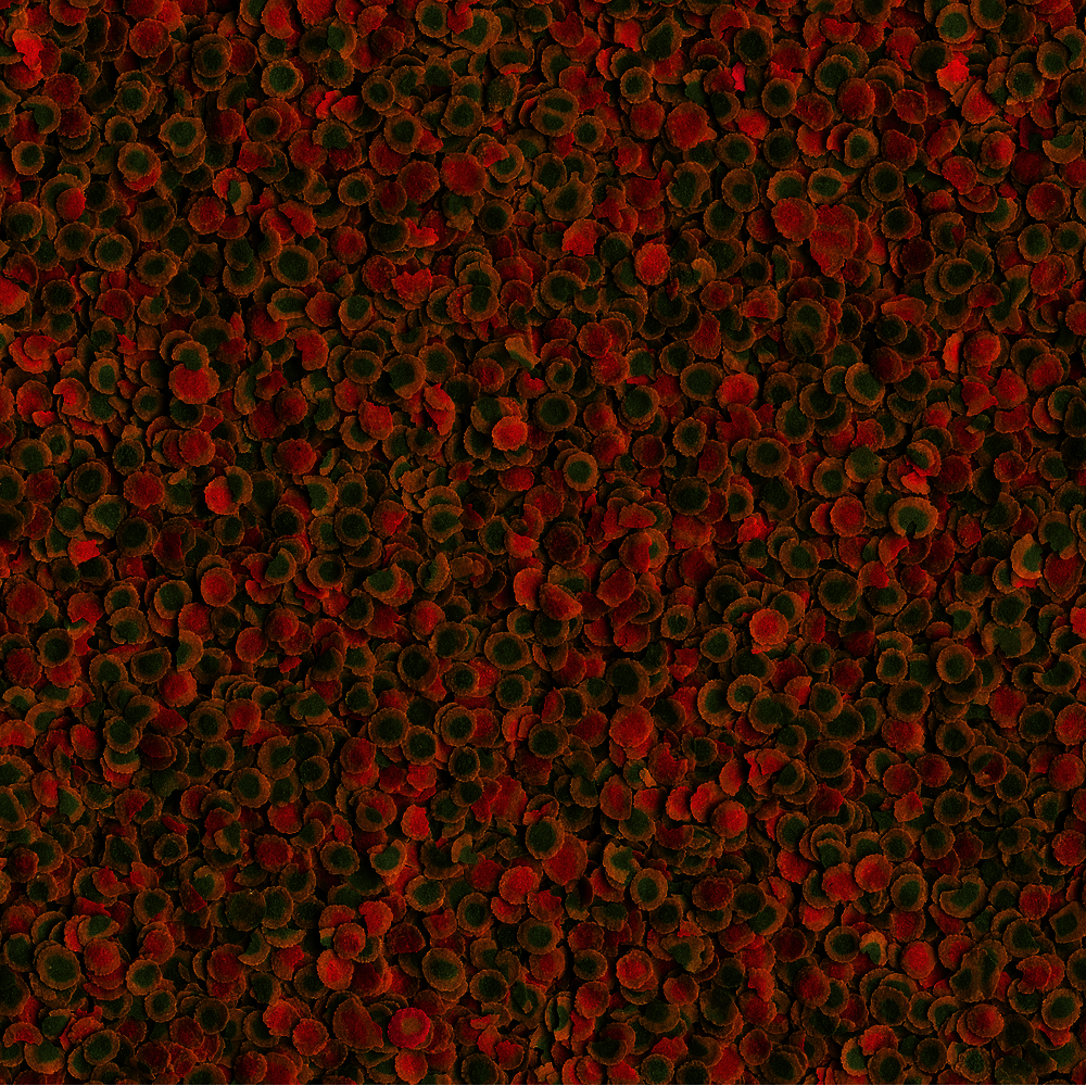 TetraPro Energy 500 ml muro pääruoka