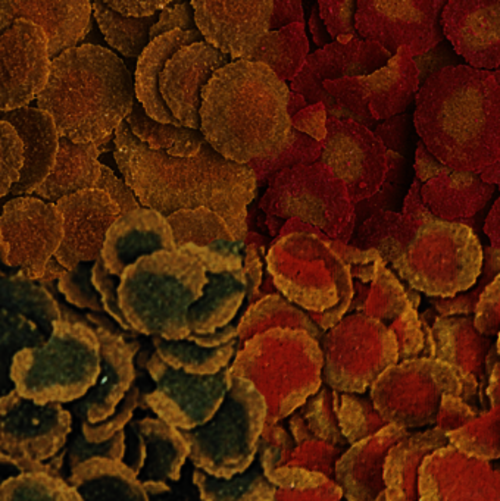 Tetra Pro Menu 250 ml 4-ruoka lajitelma