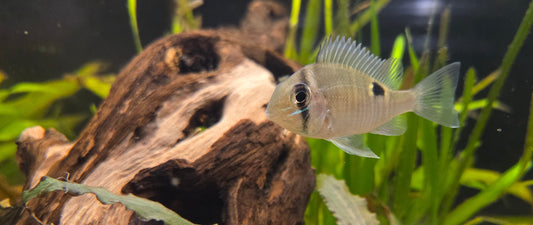 Uuden akvaarion perustaminen – vaihe vaiheelta kohti tasapainoista akvaariota