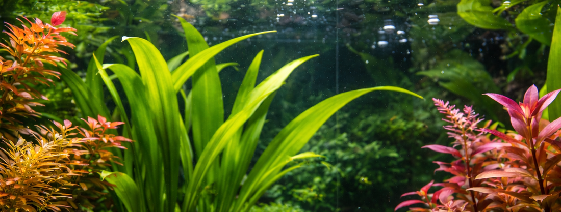 🌿 Akvaarion kasvien hyvinvointi – näin onnistut lannoituksessa ja ravitsemisessa