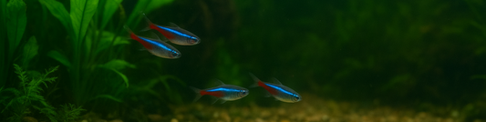 🐠 Tervetuloa Tietopaikkaan – Akvaariopaikan blogiin!