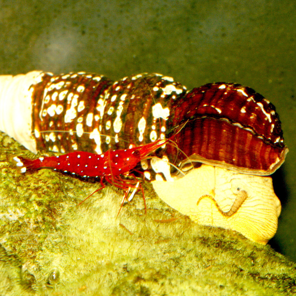 JBL Biotopol C 100ml vedenparannusaine