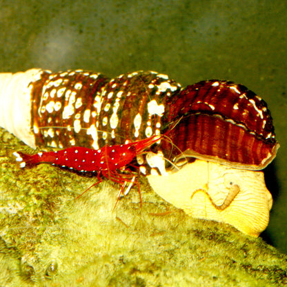 JBL Biotopol C 100ml vedenparannusaine