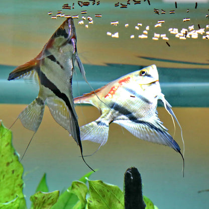 JBL Pronovo Insect Sticks S 100ml