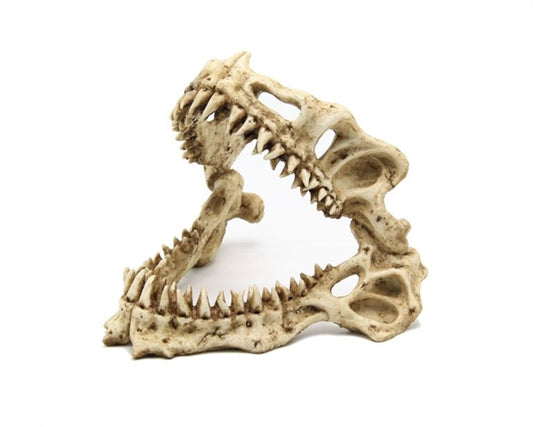 Koriste Shark Skull