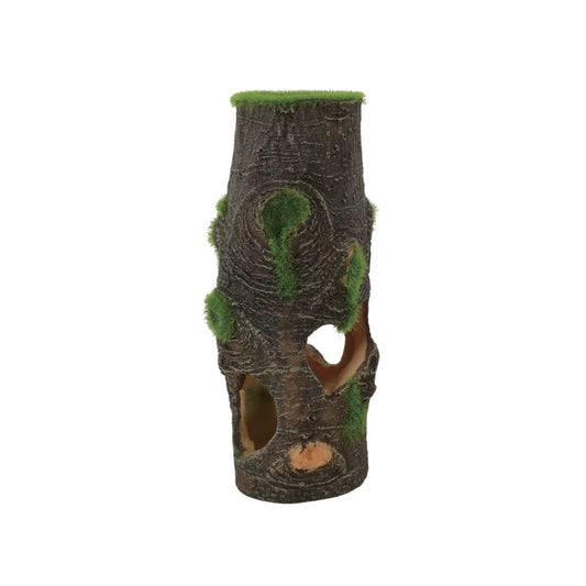 Koriste kanto akvaariokasvin siemenillä